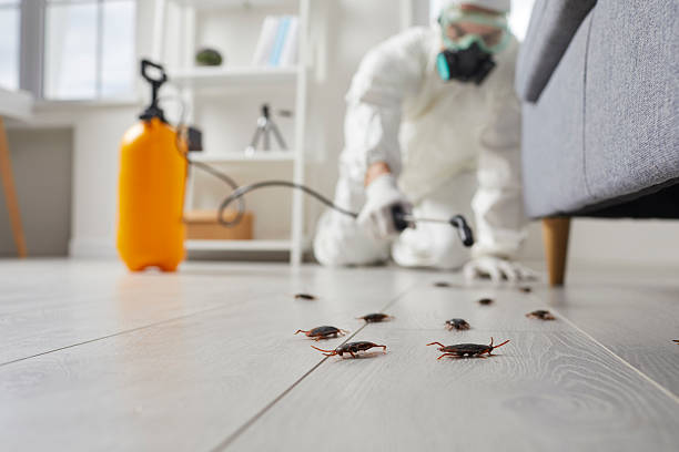 Post-Treatment Bed Bug Interceptor Monitoring in Millers Falls
